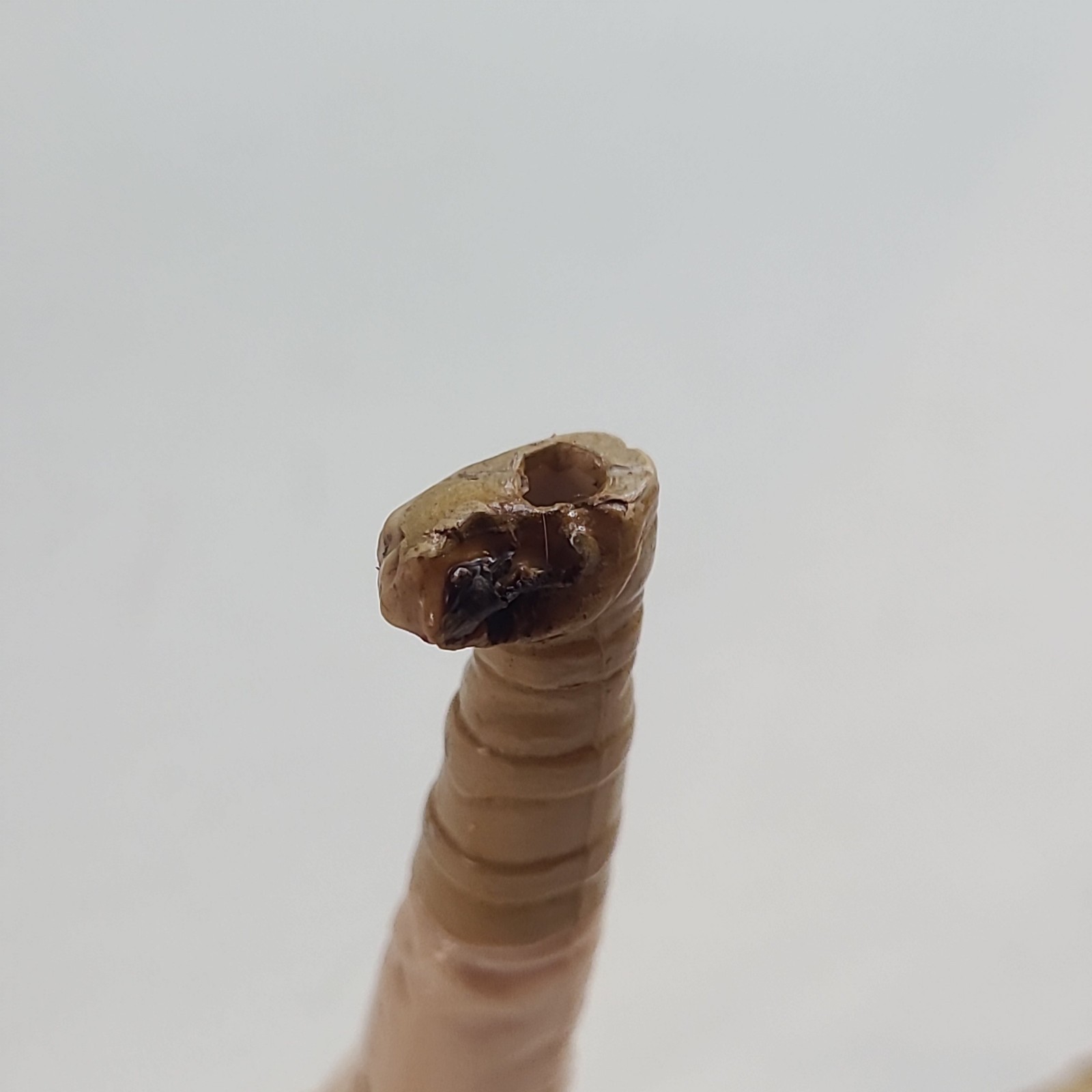 Princess Leia Organa (Hoth Outfit) sold