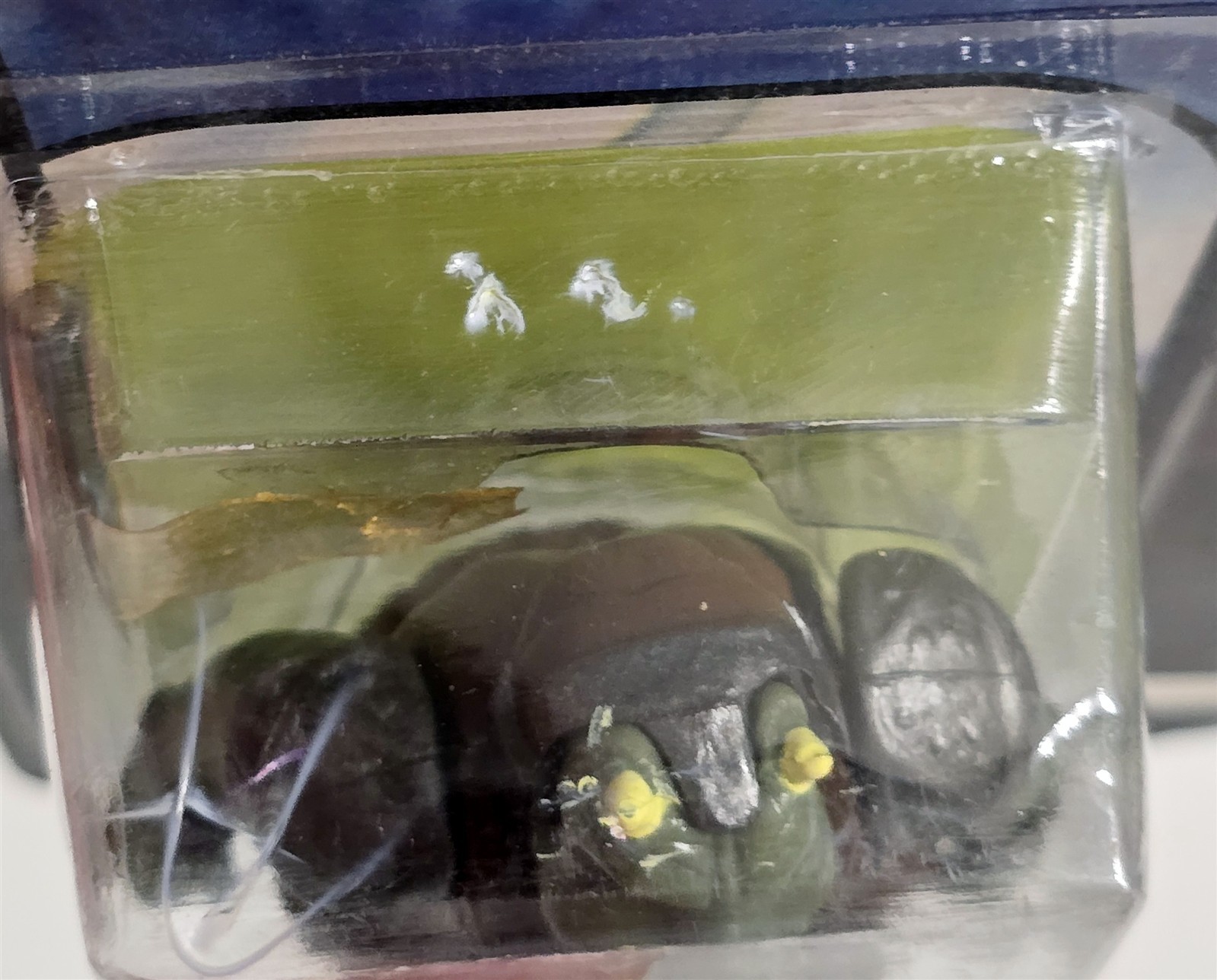 Gamorrean Guard sold