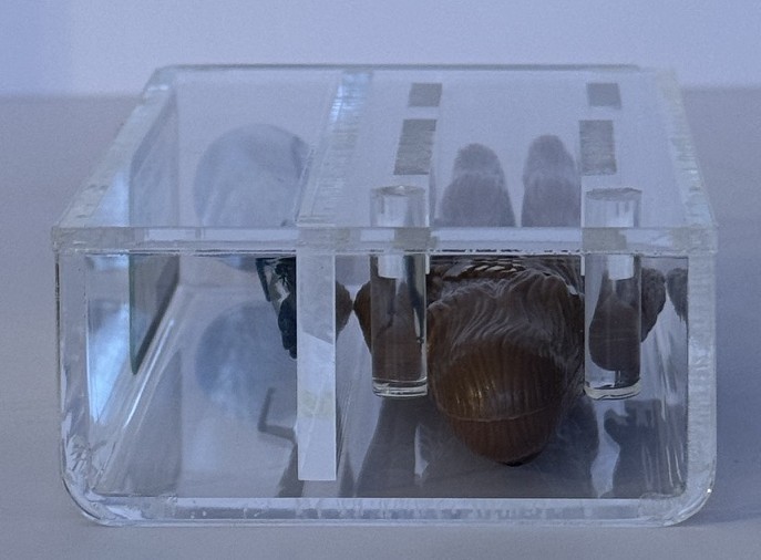 Chewbacca sold